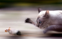 Tranh luận “nảy lửa” bài toán hại não: Mèo hay chuột chạy nhanh hơn