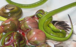 Vì sao bào thai rắn lục đuôi đỏ từng rất được ưa chuộng ở Việt Nam?