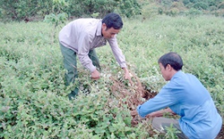 1001 cách làm ăn: Trồng kim tiền thảo - Dược liệu quý