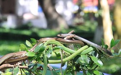 Tiền Giang: Tận mắt cảnh hàng trăm rắn lục đuôi đỏ vắt vẻo trên cây