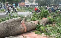Chặt hạ cây xanh - sự bất lực trong quy hoạch đô thị
