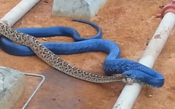 Kinh hoàng cảnh rắn xanh tấn công, ăn thịt rắn đuôi chuông