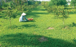 Xây dựng Nông Thôn Mới ở TP.CÀ MAU: Đặt lợi ích của dân lên đầu