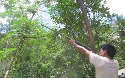 Nghệ An: Đi săn, súng cướp cò dẫn đến tử vong