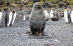 Lý giải nguyên nhân hải cẩu liên tiếp cưỡng hiếp chim cánh cụt