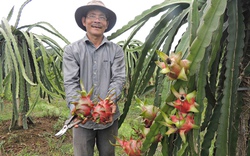 Chu kỳ cho trái &#34;đảo lộn&#34;, nông sản tết nguy cơ khan hàng