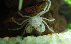Cua nhện 50.000 đồng/con, thú cưng mới của dân mê thủy sinh