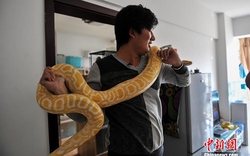 Kỳ lạ người 10 năm “sống chung” với trăn, rắn