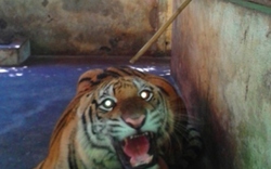 Bàn giao 2 cá thể hổ bị vứt xuống đường cho Trung tâm động vật hoang dã Hà Nội