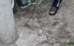 Đang lưu thông, kinh hoàng phát hiện rắn bò ra từ đầu xe máy