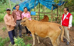 Bình Định: Thành lập “ngân hàng bò” giúp nông dân