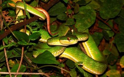 Ngoài rắn lục đuôi đỏ, còn rắn nào “thích” vào nhà dân?
