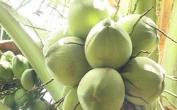 Cây dừa xiêm ba trồng