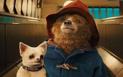 Phim “Gấu Paddington” khiến khán giả Âu - Úc phấn khích