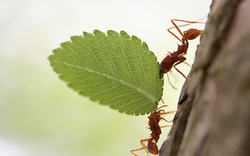 Sáng chế cấy tạo trầm từ “dịch kiến”