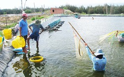 &#34;Canh bạc tỷ đô” của người nuôi tôm