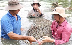 Người nuôi tôm đang tự làm khó mình