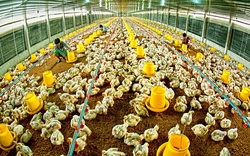 Bình Định: 16 hộ tham gia nuôi gà an toàn sinh học