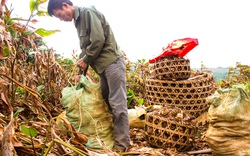 Làng triệu phú dong riềng 