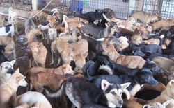 Về làng buôn chó lớn nhất xứ Thanh
