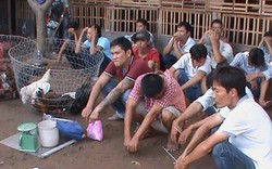 Phá trường gà lớn quy tụ người nghiện ở Sài Gòn