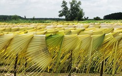 Lá Buông - loại lá quý của người Khmer