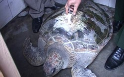 Ngư dân Huế bắt được rùa biển có gắn thiết bị định vị 