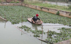 Tư vấn phòng chống rét cho cá