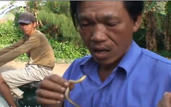 Video: “Dị nhân” có biệt tài ăn rắn