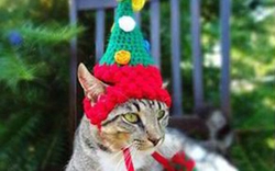 Rộ mốt sắm mũ Noel siêu đáng yêu cho… mèo 