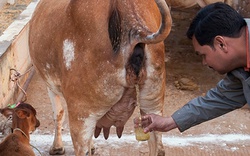 Ấn Độ: Giải khát bằng... nước tiểu bò