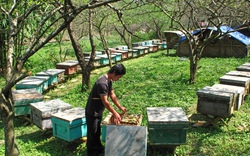 Bí quyết bắt và thuần dưỡng ong rừng