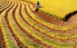 Phân bón Văn Điển nâng cao chất lượng nông sản Hà Nội 