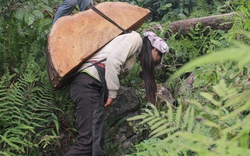 Tan hoang rừng nghiến cổ: “Vào hang bắt cọp”