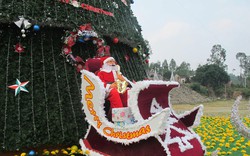 Chiêm ngưỡng cây thông Noel “khủng” ở Nghệ An