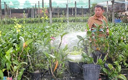 Vựa lan lớn nhất Sài Gòn hết sạch hoa bán Tết