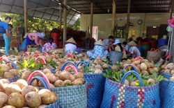 Cây hồng xiêm giúp hàng nghìn hộ dân thoát nghèo