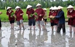 Dạy Tây lội bùn cày ruộng, thổi lửa nấu cơm lấy ngàn đô