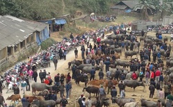 Khám phá nét độc đáo của chợ bò phiên Nghiên Loan ở Pác Nặm