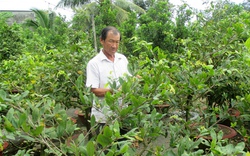 “Hái ra tiền” nhờ dịch vụ chăm sóc cây cảnh Tết