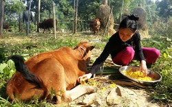 Bùng phát dịch lở mồm long móng tại nhiều tỉnh: Dịch lây lan từ bò dự án