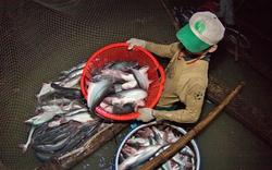 An Giang: Liên kết nuôi cá tra, nông dân lãi khá