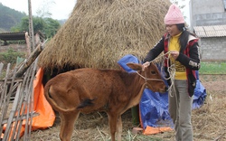 Bùng phát dịch lở mồm long móng tại nhiều tỉnh: Đề nghị tạm dừng cấp bò giống