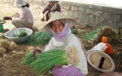 Ninh Phước &#40;Ninh Thuận&#41;: Giảm nghèo hiệu quả sau 14 năm