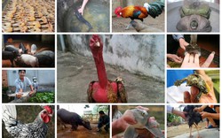 12 “nhân vật tầm cỡ” trong giới động vật “hot” nhất đất Việt năm qua