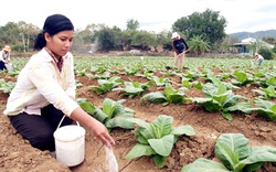 Tinh thần “Saemaul” trên đất Ninh Thuận