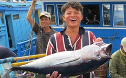 Đằng sau câu chuyện về lô cá ngừ đầu tiên sang Nhật Bản