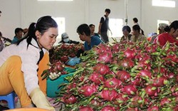 Trái cây Thái "mượn" Việt Nam tiến vào Trung Quốc