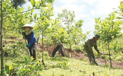 Hộ nghèo trồng rừng được hỗ trợ thế nào?