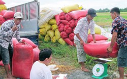 Hợp đồng tiêu thụ nông sản - sự cần thiết của nhà nông